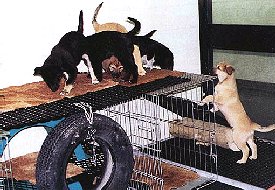 Climbing a see through ramp to a see through bridge in an environment enriched with a variety of play ground apparatus.